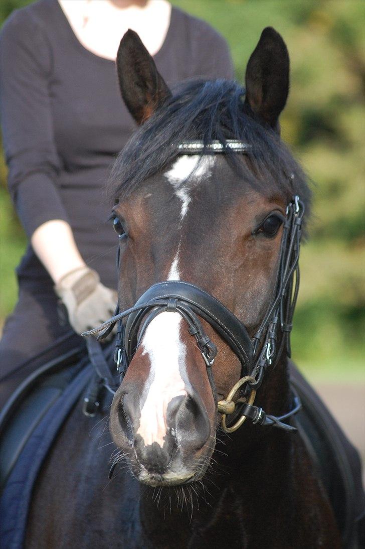 Polsk Varmblod Mikador (solgt) - min smukke hest <3 22.09.10 , taget af stinna billede 14