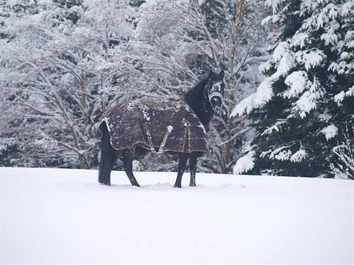 Anden særlig race Kila´s Sambo (SOLGT) - haha sne i hele fjæset..<3  billede 20