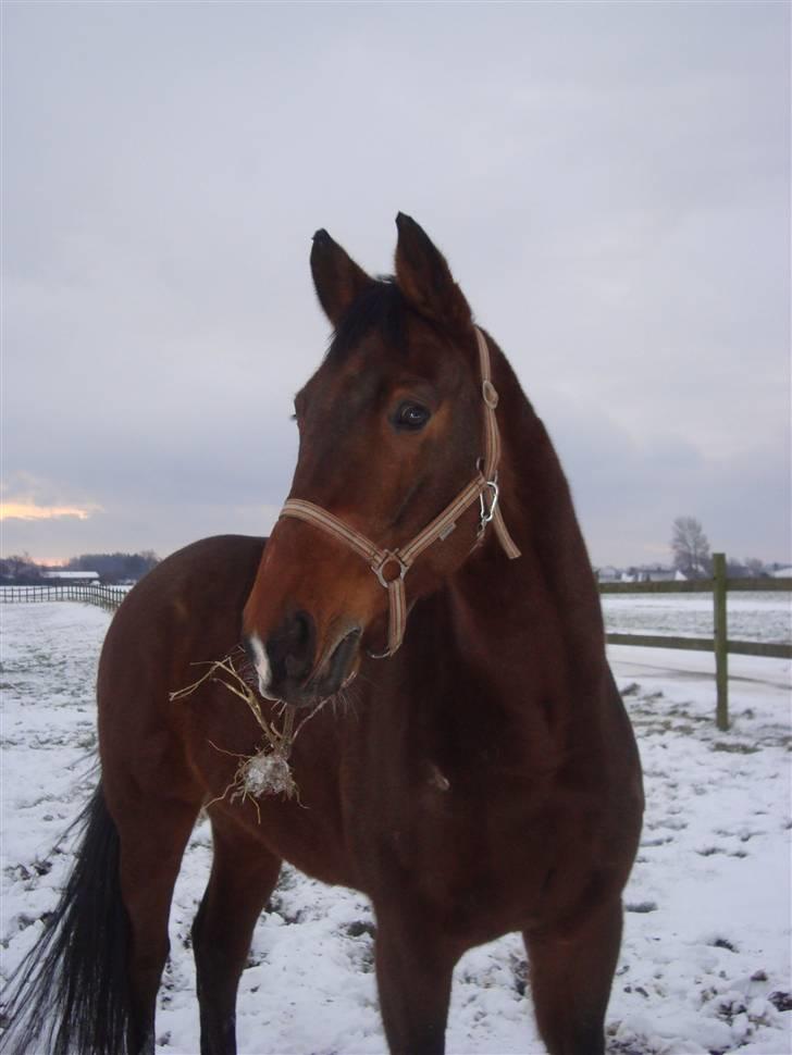 Dansk Varmblod Lillemarkens Addi billede 9