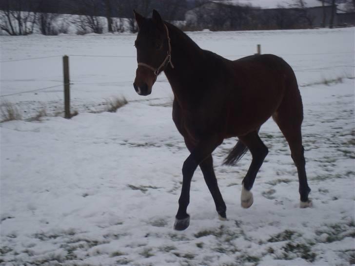 Dansk Varmblod Lillemarkens Addi - "Jeg kommer nu" tænker Addi billede 10