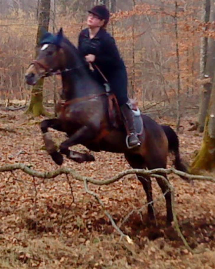 Welsh Cob (sec D) Hamrik's Brandy R.I.P - Lidt hygge på turen sammen med Stine&Camilla <3 billede 16