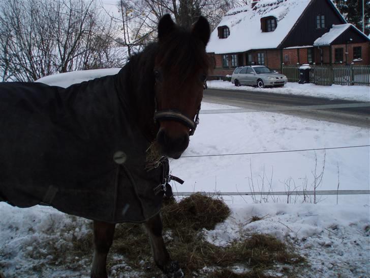 New Forest Team Sødrings Kitti billede 10