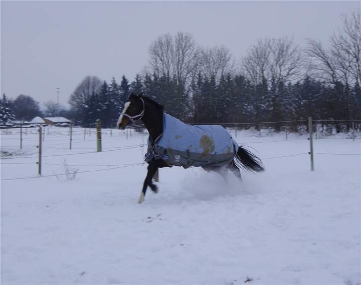 Westfaler Nisgaards Rosalina - Fuld fart frem..... billede 14