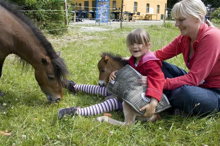 Miniature Elliot billede 2