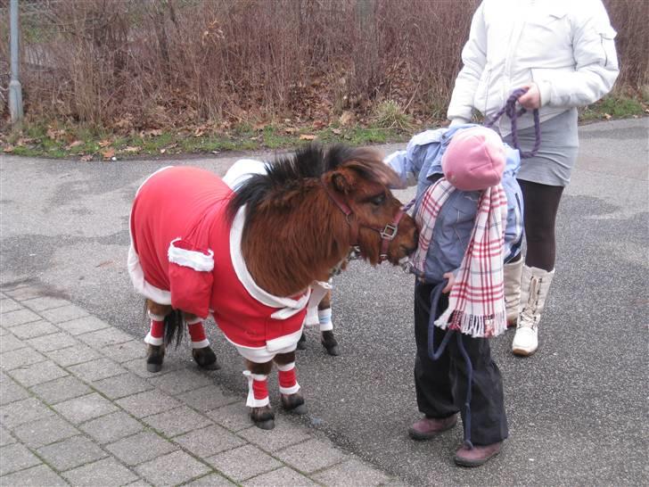 Miniature Elliot billede 3