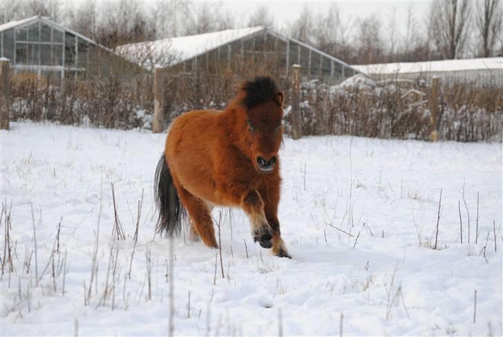 Miniature Elliot billede 4