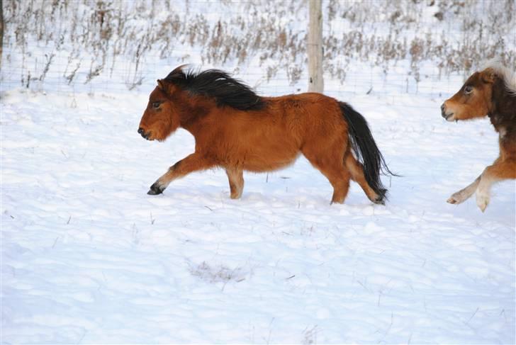 Miniature Elliot billede 5