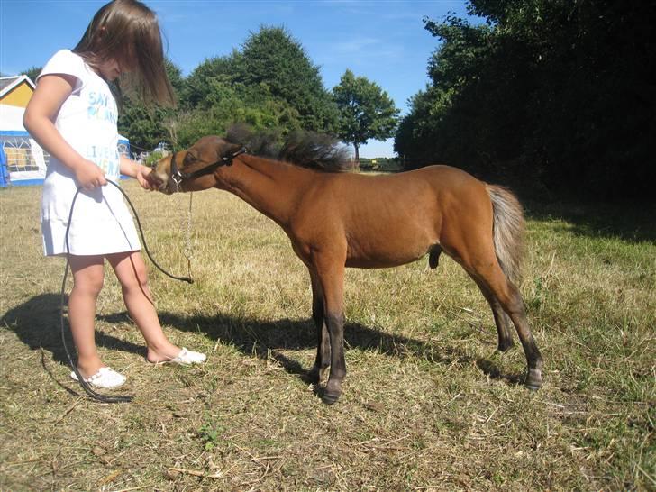 Miniature Elliot billede 6