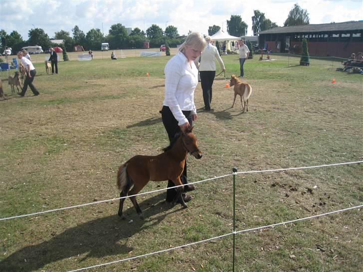 Miniature Elliot billede 7