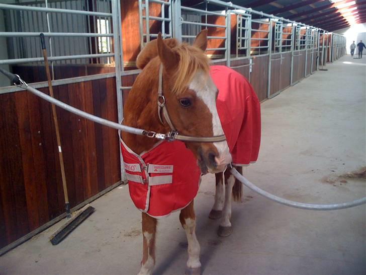 DSP Flipper R.I.P - lige fået nyt dækken :-D billede 1