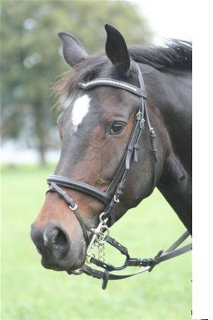 Hollandsk Varmblod Merel *søsters* billede 1