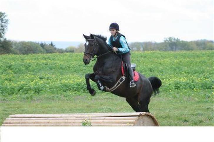 Hollandsk Varmblod Merel *søsters* billede 2