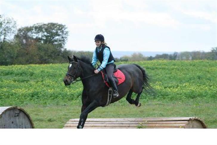 Hollandsk Varmblod Merel *søsters* billede 4