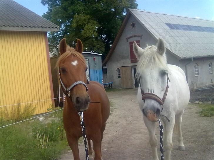 Welsh Partbred (Sec F) Fighter  Min Guldklump!<'33 billede 15