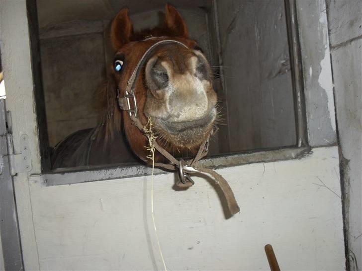 Welsh Partbred (Sec F) Fighter  Min Guldklump!<'33 billede 16