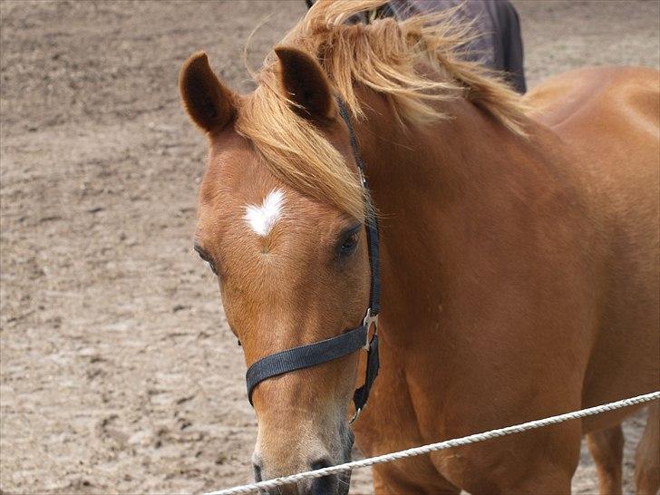 Welsh Partbred (Sec F) Fighter  Min Guldklump!<'33 billede 17