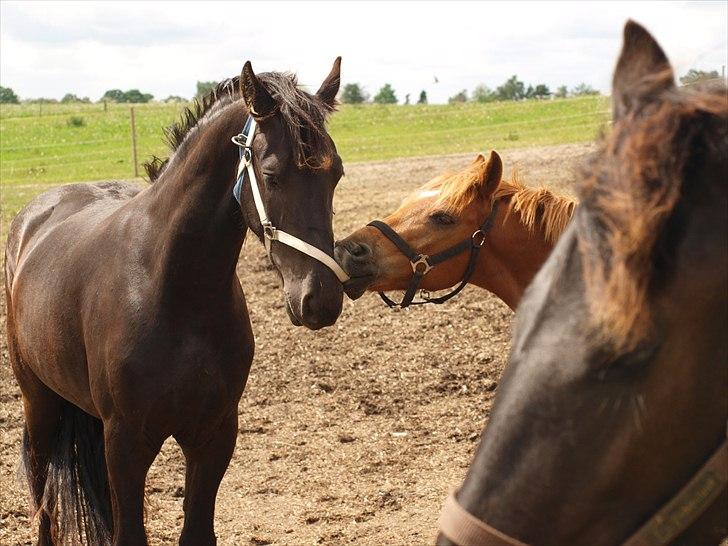 Welsh Partbred (Sec F) Fighter  Min Guldklump!<'33 - Gii miqq den grimme. billede 18