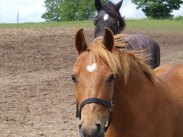 Welsh Partbred (Sec F) Fighter  Min Guldklump!<'33 - hej lærke billede 19