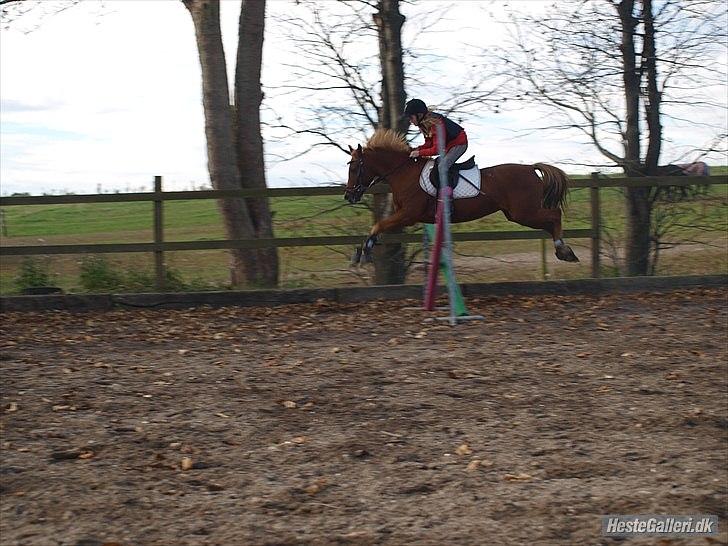 Welsh Partbred (Sec F) Fighter  Min Guldklump!<'33 billede 20