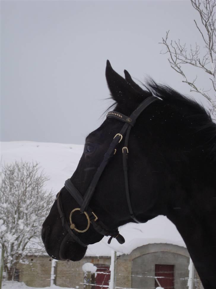 Dansk Varmblod Zippo  billede 9