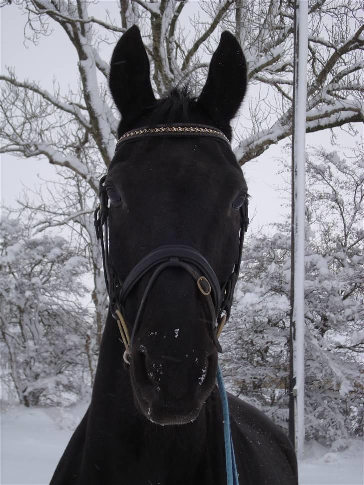 Dansk Varmblod Zippo  billede 10