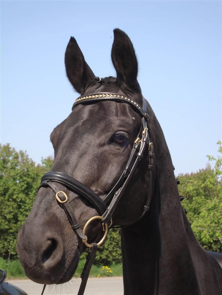 Dansk Varmblod Zippo  billede 11