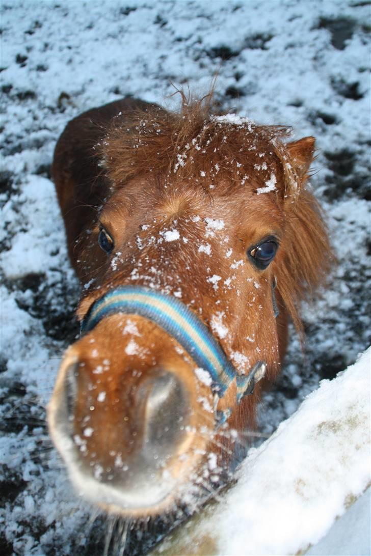 Shetlænder Klaus - Jamen, hej klaus :D billede 7