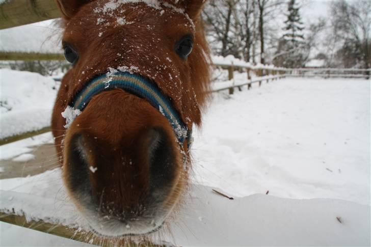 Shetlænder Klaus billede 8