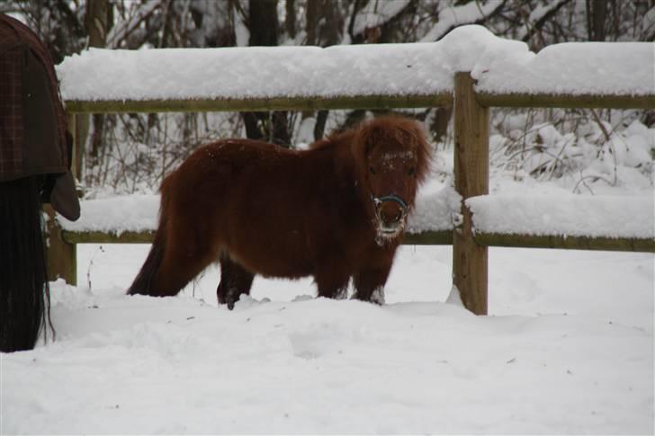 Shetlænder Klaus billede 9