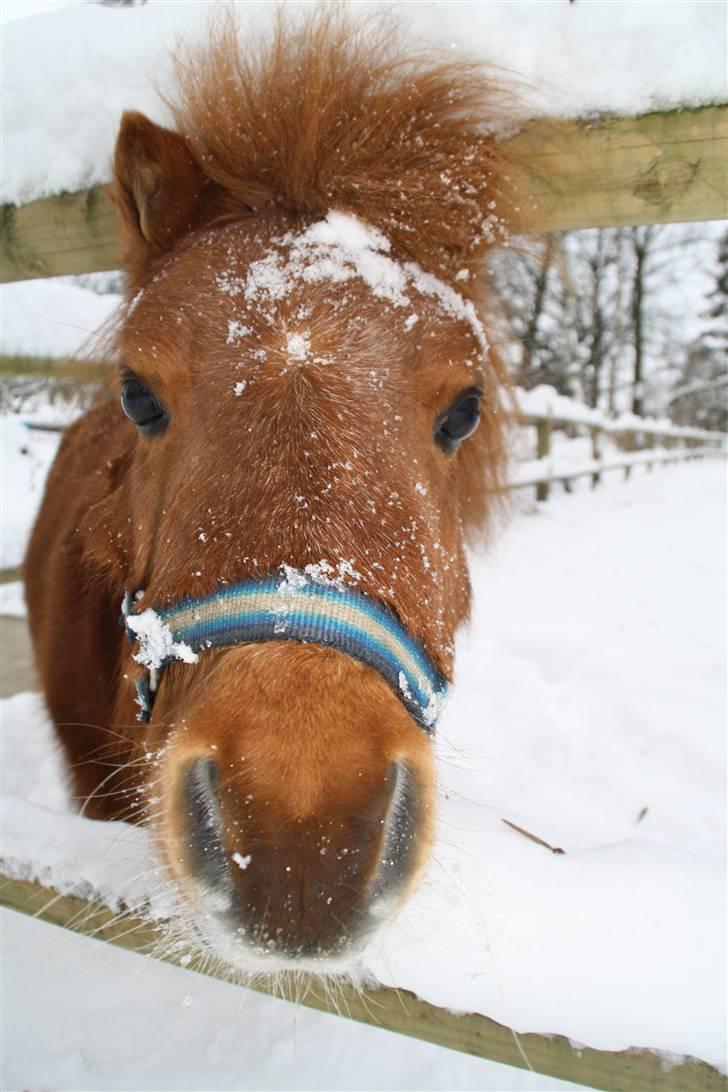 Shetlænder Klaus - Lille Klausedreng ;P billede 10