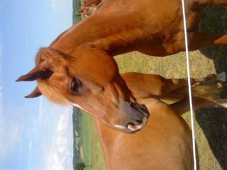 Anden særlig race Moon-Star - Jeg har da udstråling!;) billede 4