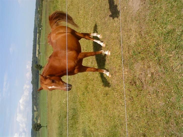 Anden særlig race Moon-Star - You are my sunshine! (: billede 7