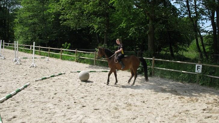 Arabisk fuldblod (OX) La Lyricah - Games på Flower farmen 5.juni 2010 billede 13