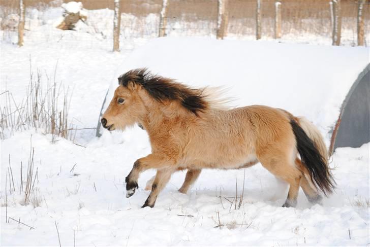 Miniature Lucky f. Skippa Sunburst - Hestene har virkelig nydt de sidste par dage, med masser af sne og masser af sol... =) billede 1