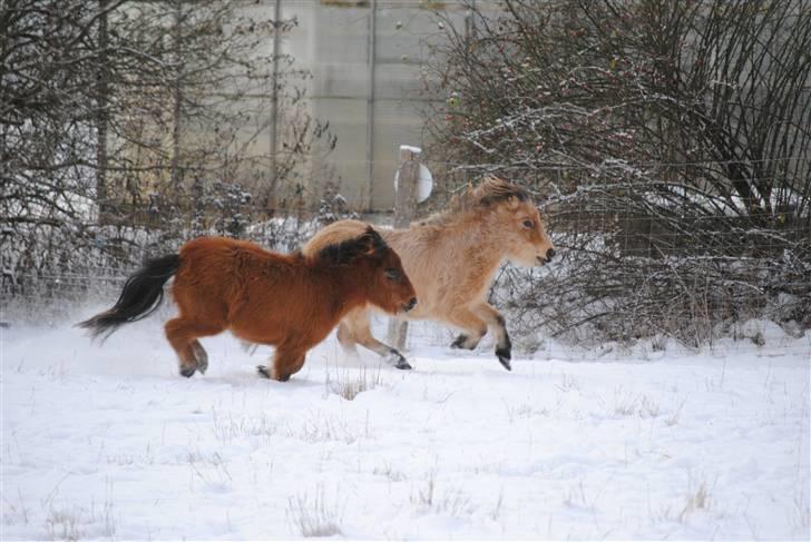Miniature Lucky f. Skippa Sunburst - Og legekammerater er der også... billede 3