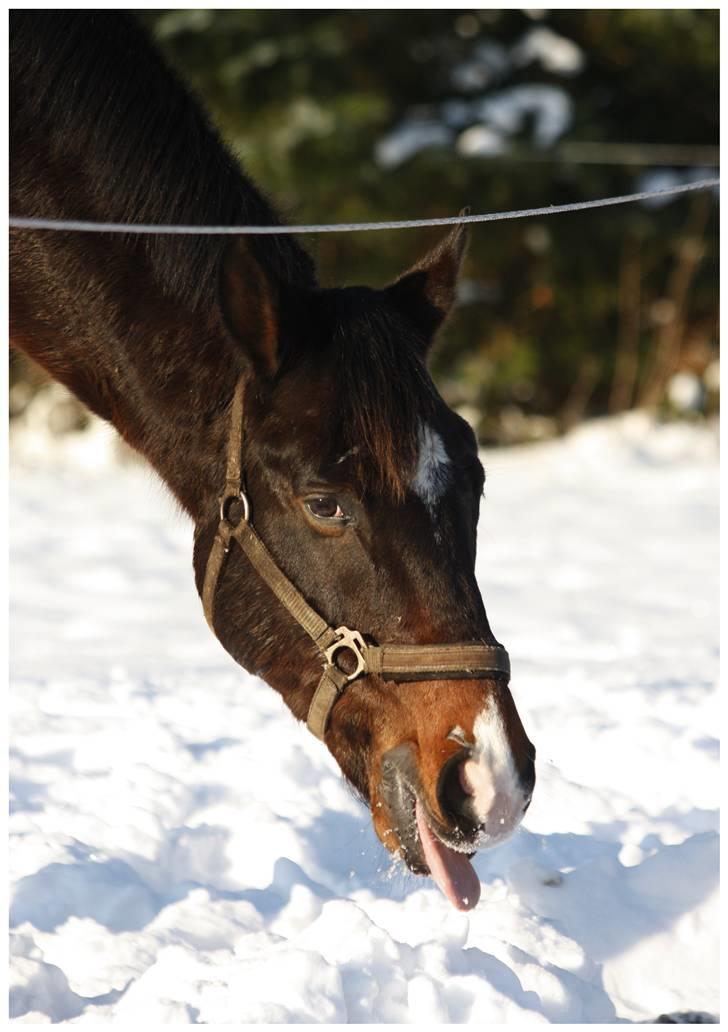 Dansk Varmblod | Rolando | - - 19 december 2009 <3  billede 6