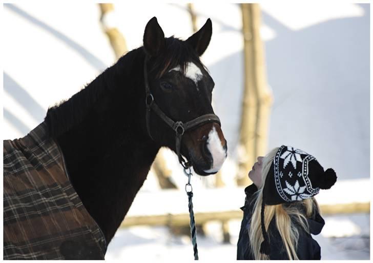 Dansk Varmblod | Rolando | billede 7