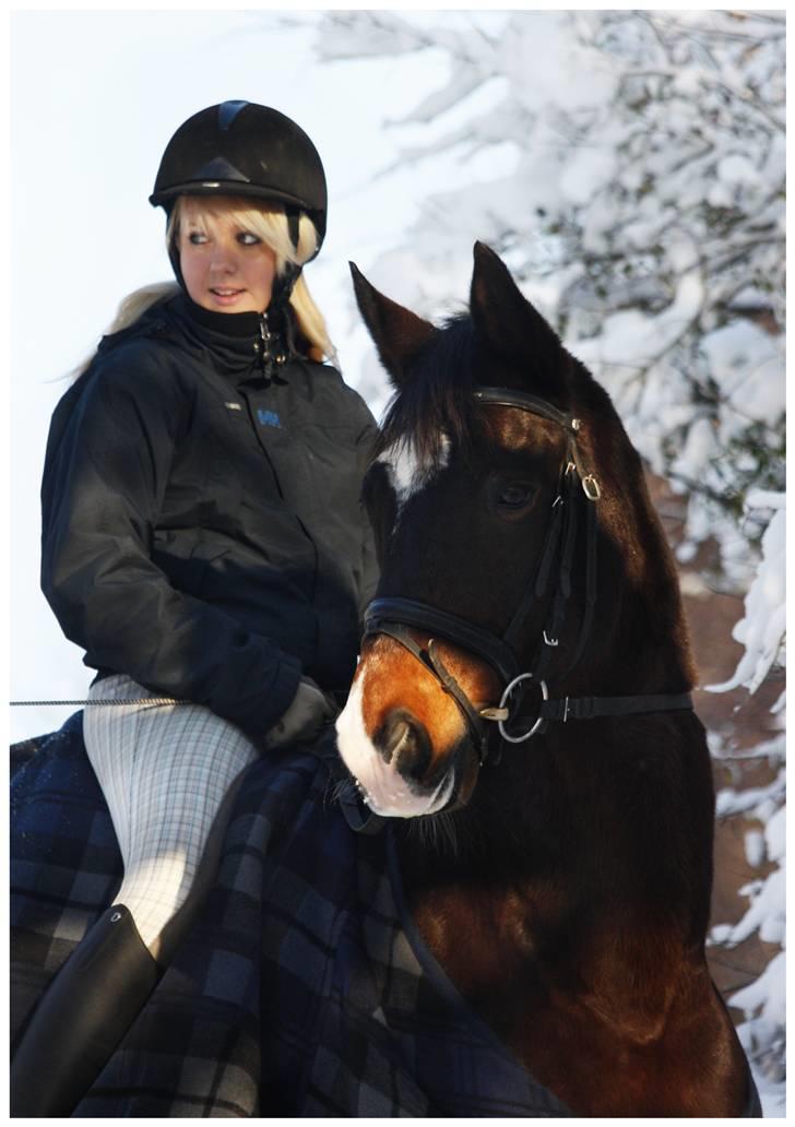 Dansk Varmblod | Rolando | billede 9