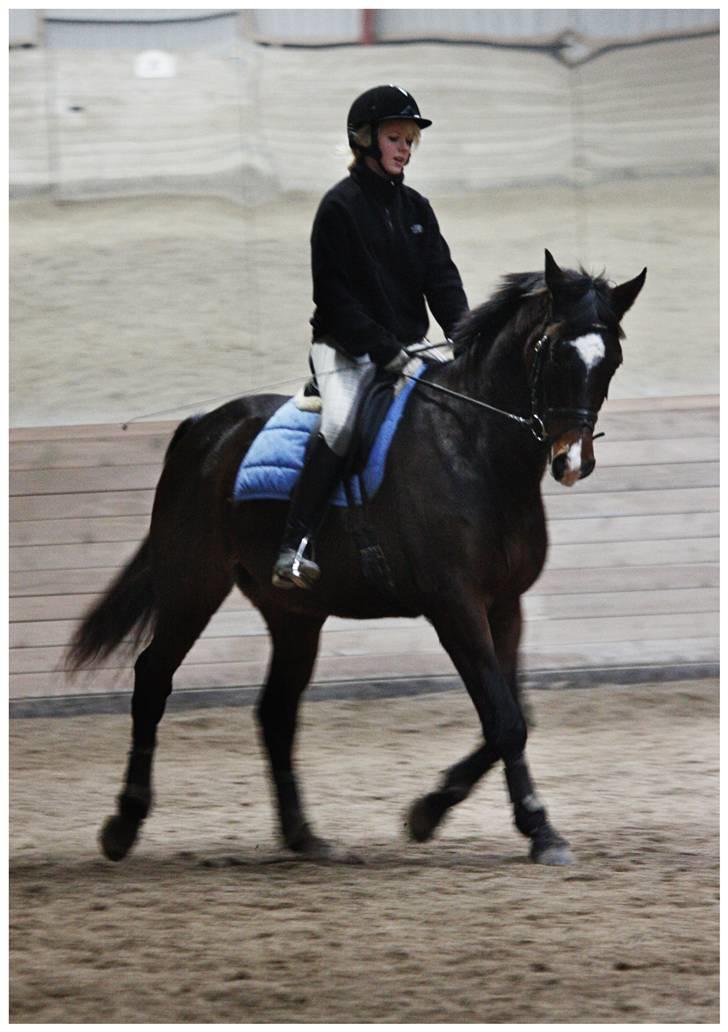 Dansk Varmblod | Rolando | billede 10