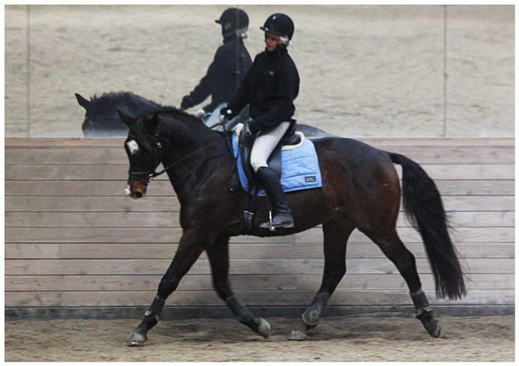 Dansk Varmblod | Rolando | billede 11