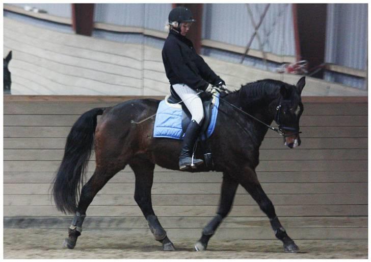 Dansk Varmblod | Rolando | billede 12