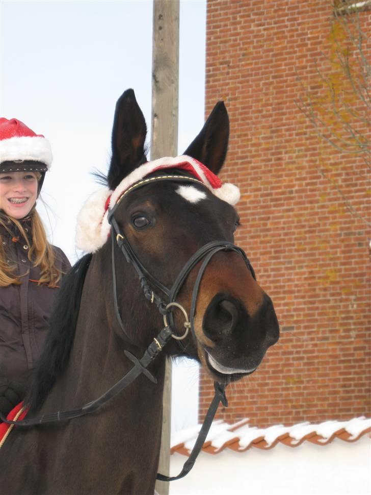 Dansk Varmblod Marco Bell - You turn it all around, and suddenly you’re all I need. The reason why, I smile. <3 billede 15