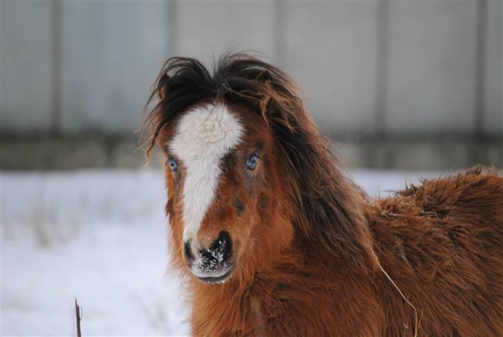 Miniature Comanche W. Lucy  SOLGT   billede 1