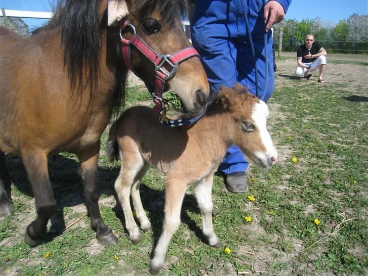 Miniature Comanche W. Lucy  SOLGT   billede 3