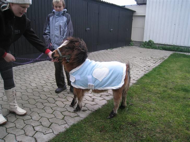 Miniature Comanche W. Lucy  SOLGT   billede 5