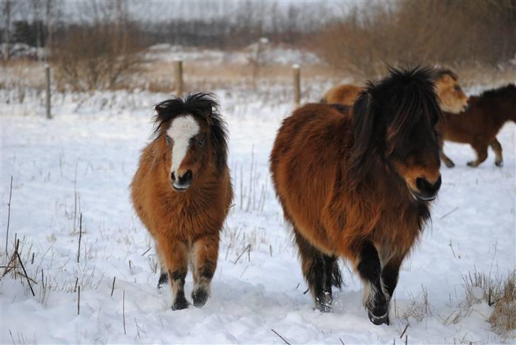 Miniature Comanche W. Lucy  SOLGT   billede 6