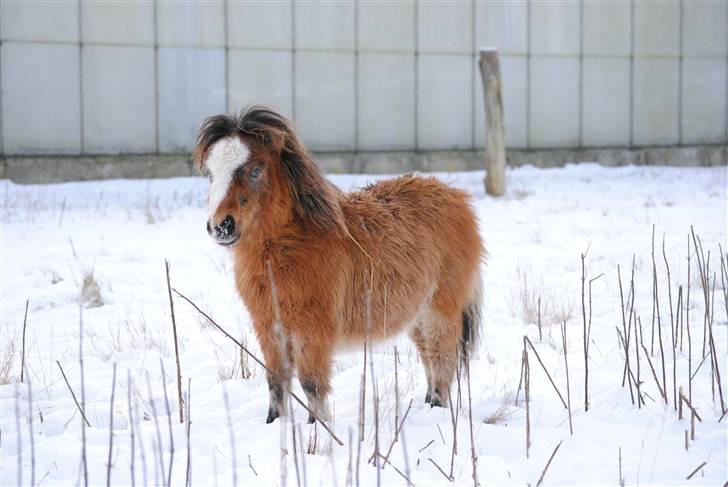 Miniature Comanche W. Lucy  SOLGT   billede 7