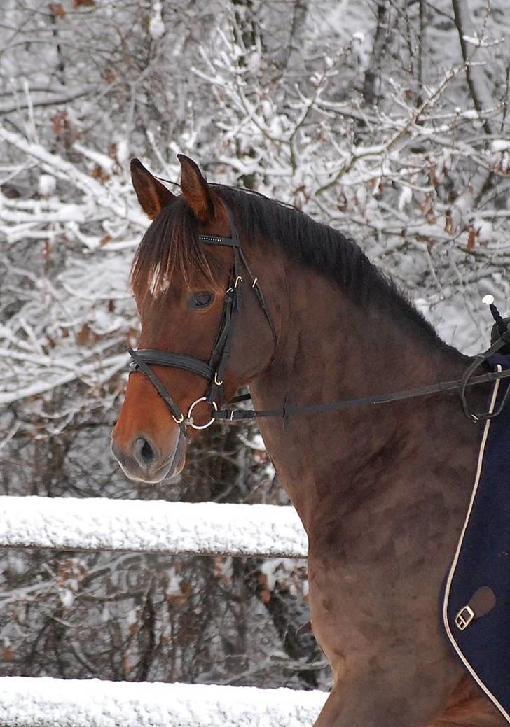 Dansk Varmblod Le cille ( cheri) - er hun ikke fin? billede 2