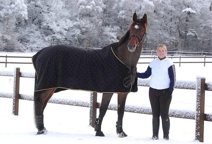 Dansk Varmblod Le cille ( cheri) - jeg har sat sten på hele fleecetæppet billede 3
