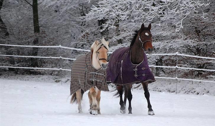 Dansk Varmblod Le cille ( cheri) - cheri og tanja fik vinterkulder billede 4